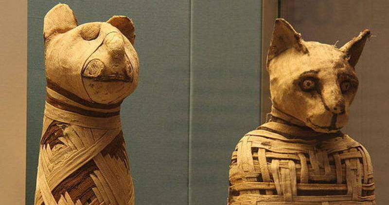 León alojará a las mascotas de los faraones